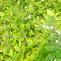 供應(yīng)防沙造林樹(shù)種許樹(shù)袋苗（苦藍(lán)盤(pán)、苦郎樹(shù)、假茉莉 ）